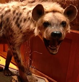 Close up Full Mount African Spotted Hyena