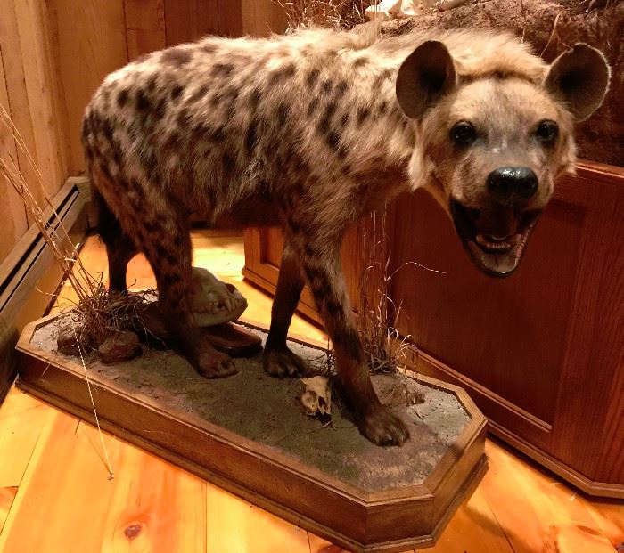 Another View Full Mount African Spotted Hyena