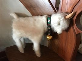 One of several goats