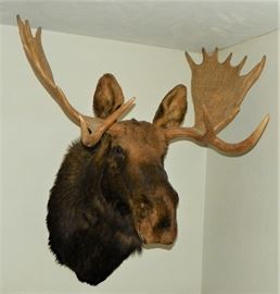 20 point mature bull moose mount.
