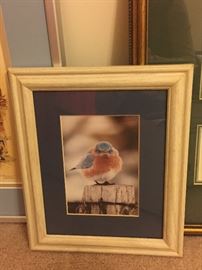 Framed Mad Blue Bird Print by Michael Smith