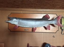 Mounted Muskie.