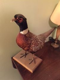 Stuffed Bird.
