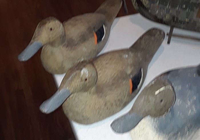 Ducks