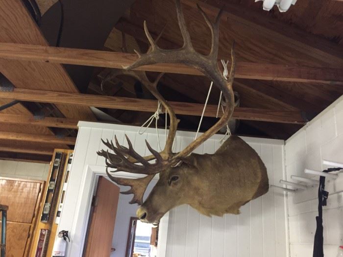 Very large mounted elk head