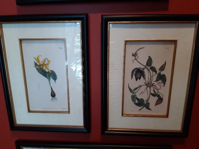 Framed Botanical Prints
