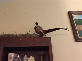 Pheasant