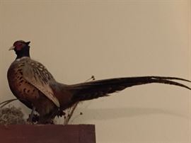 Pheasant