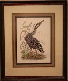 Audubon print