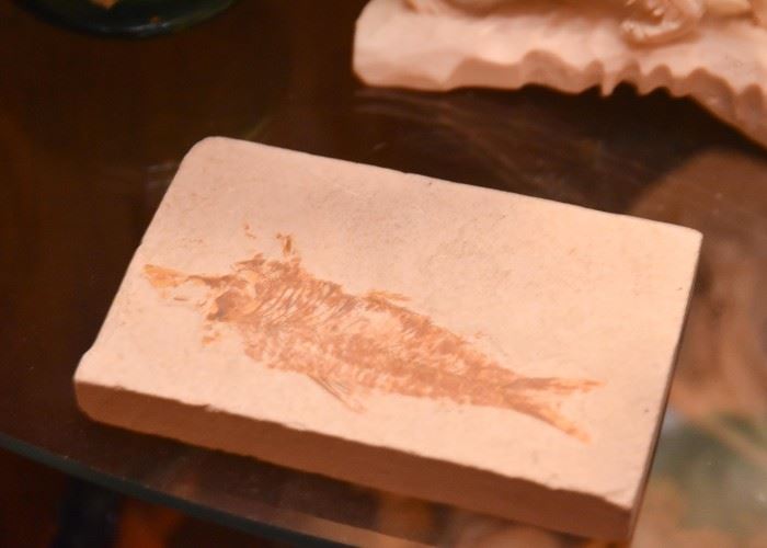 Fish Fossil Specimen