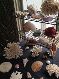 Awesome choices of coral and sea life