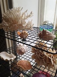 Huge selection of coral and sea life