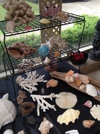 Great coral and sea life selections