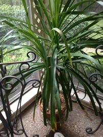 Large live plant