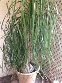 Large ponytail plant