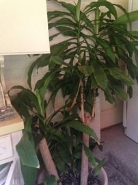 Extra big corn plant