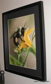 Another Bee Photograph