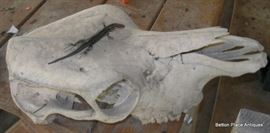 Skull and Skink, they go together..Lol