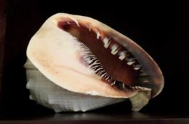 Large Conch Shells