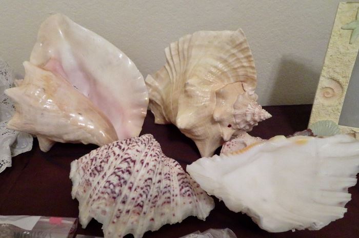 Assorted beautiful large shells