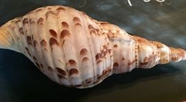 Tritens Trumpet Shell