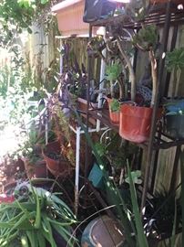 Potted plants galore. 