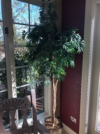 Live indoor plant