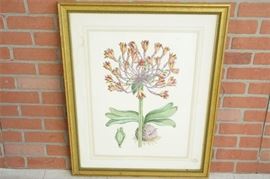 123. Delicate Amaryllis Wall Art