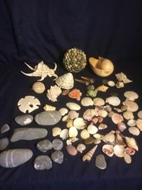 Shells, Shells, Shells