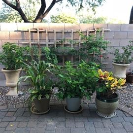 There is a good selection of yard plants ready to go home with you.