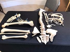 Half Human Medical Cadaver, Female, Asian.. no scull.