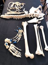 Half Human Medical Cadaver, Female, Asian.. no scull.