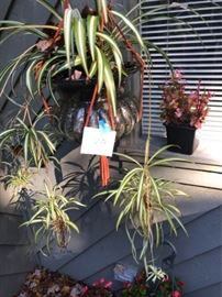 Assorted Plants and Planters https://ctbids.com/#!/description/share/63699