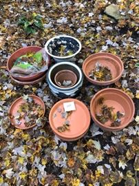 Assorted Clay and Ceramic Pots        https://ctbids.com/#!/description/share/63693