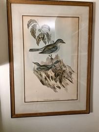 2 antique bird prints.