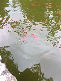 Koi Fish for sale