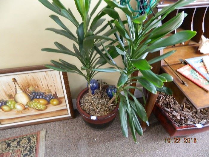 plants