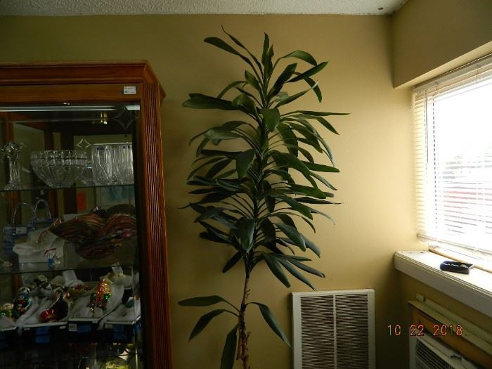 plants