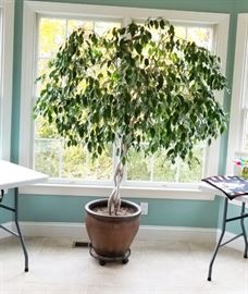 Braided ficus tree, healthy and stunning!