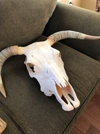Longhorn Bull skull