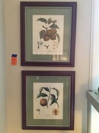 Pair of antique French fruit prints