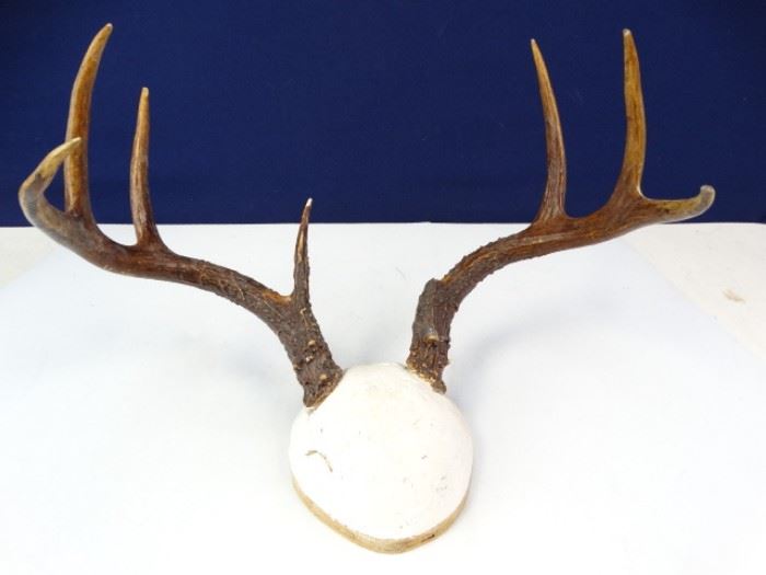 Antler Rack