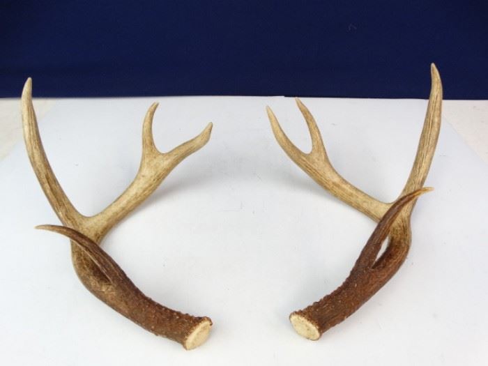 Deer Antlers