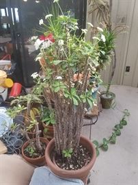great garden!
