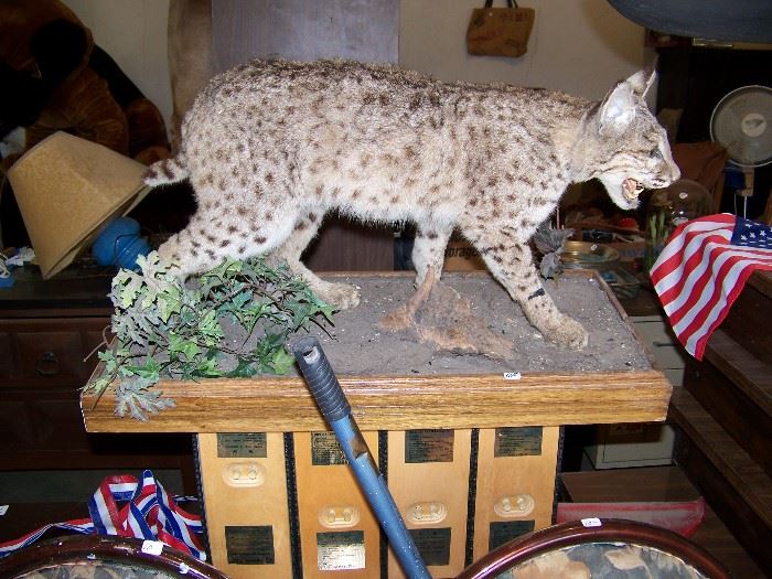 Stuffed lynx and unusual table.