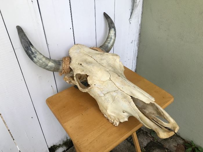 Skull of a large bull cow from Central Florida