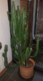 Beautiful live cactus