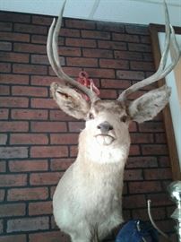 Deer head https://ctbids.com/#!/description/share/65261