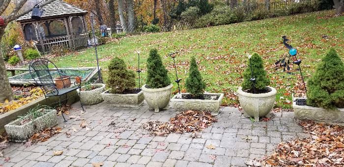 Evergreens in outdoor pots