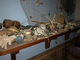 Beautiful shells - conch, sand dollars, and more!